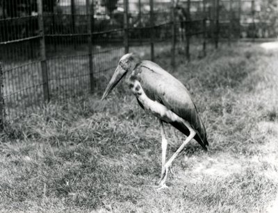 Un adjutant de Java, debout au Zoo de Londres, septembre 1923 - Frederick William Bond